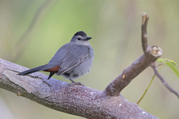 gray catbird (Dumetella carolinensis), perched in a tree, floirda backyard,north american bird