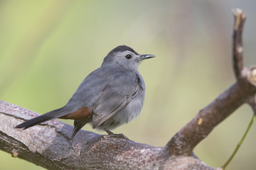 gray catbird (Dumetella carolinensis), perched in a tree, floirda backyard,north american bird