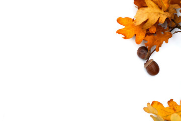 autumn background ornate with yellow leaves of the oak