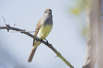 A great crested flycatcher Myiarchus crinitus perched on a branch in the mangroves.