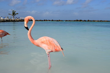 Fenicottero rosa ad Aruba - Caraibi