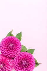 Dahlia ball-barbarry with green leaves - top view on pink bright summer flower
