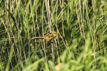 Greenfinch (Chloris chloris), is a small passerine bird in the finch family. Lives in Europe. Site about birds, nature, recreation, travel.