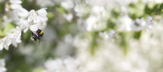 Summer, spring fairy background. Large bumblebee in flowers.