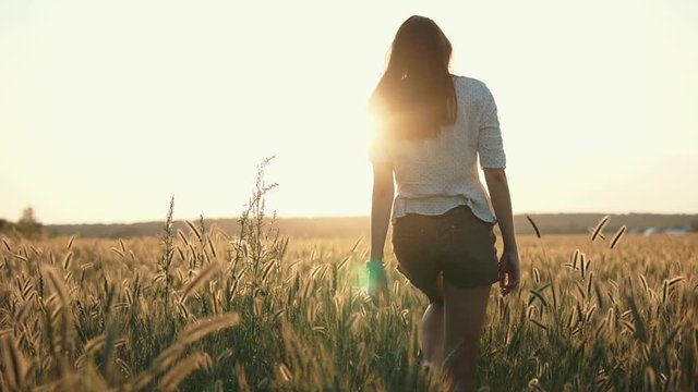 Shot from behind of a beautiful brunette girl walking across wheat field during sunset. Girl enjoying freedom in nature, golden sky.
