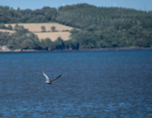 Fototapeta na wymiar Common Tern Flying