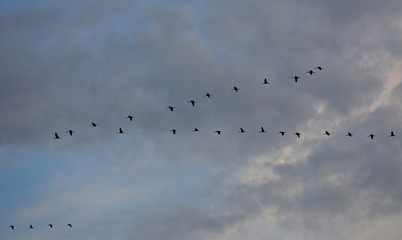 Flock of cranes in the air