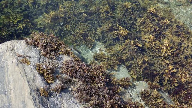 View from above, In littoral zone at low tide in Norway, reveals of Bladder Wrack on coastal waters. The wracks grow densely beneath the surface of clear, northern waters. Brown algae in surf zone.