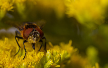 Phasia hemiptera female on goldenrod 