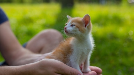 Young man is holding a small kitten in his hands. Adorable kitty outdoors for the first time. Cute pet closeup © lolya1988