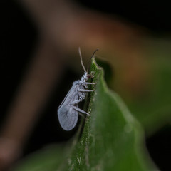 Dustywing (Coniopteryx sp.)- lacewing 