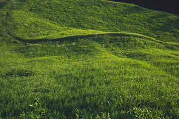 Abstract green hill with grass background for design, summer landscape