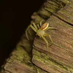 Diaea dorsata crab spider