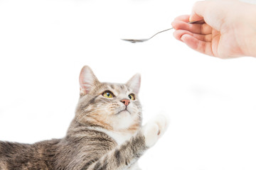 Gray striped cat and vet's hand keeping spoon on white background. Isolated on white