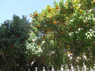 Orangen, Orangenbaum, Baum, Essen