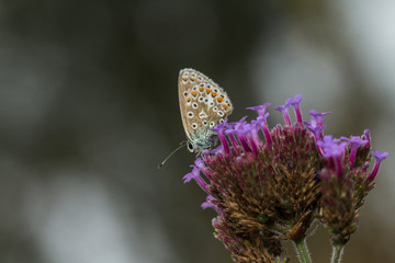 Common Blue (Polyommatus icarus)