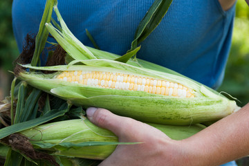Sweet agriculture corn in leaf, maize composition. © Andrii Zastrozhnov