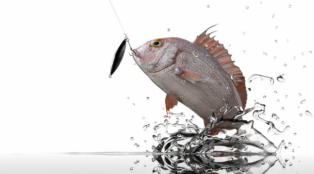 Pargus Red Snaper jumping for jig bait lure white background 3d render