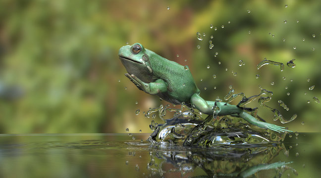 Tree dull frog in water jumping side view with water and reflections