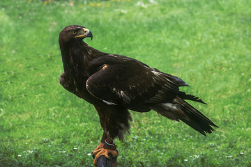 Eagle