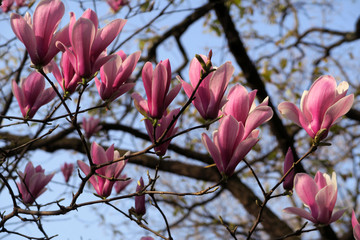 Pink spring