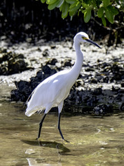 White Egret 2