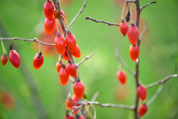 Goji berry - Twig filled with fresh goji berries