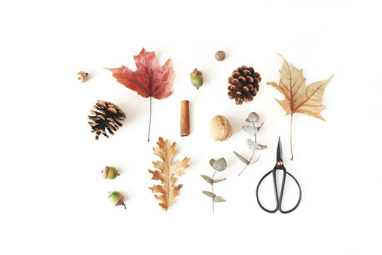 Autumn botanical floral composition. Maple, oak and dry eucalyptus leaves pattern with pine cones, nuts and black vintage siccors on white table background. Styled stock photo. Flat lay, top view.