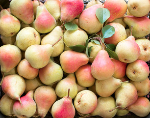 Background of a large number of ripe pears.