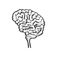 Sketchy of human brain.
