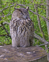 WILDLIFE - Turkmänenuhu