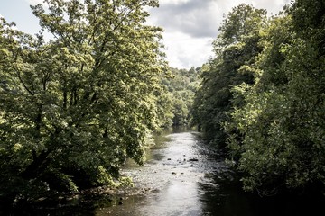 Fototapeta na wymiar River running through the forest