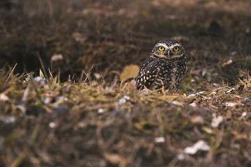 It's a front view from a Burrowing owl looking to the camera. In this photo: A owl in a tree, a grey sky, green leafs and a peaceful wildlife animal.
