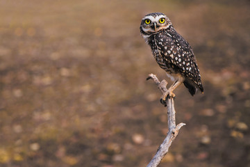 It's a front view from a Burrowing owl looking to the camera. In this photo: A owl in a tree, a grey sky, green leafs and a peaceful wildlife animal.