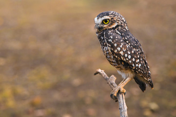 It's a front view from a Burrowing owl looking to the camera. In this photo: A owl in a tree, a grey sky, green leafs and a peaceful wildlife animal.