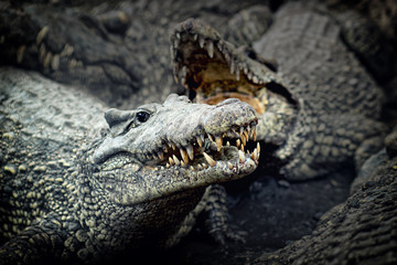 Fototapeta premium Cuban crocodile- portrait ((Crocodylus rhombifer)