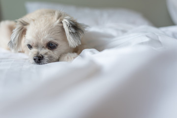 Dog sleep lies on bed in bedroom at home or hotel