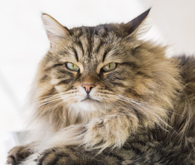 Gorgeous cat of livestock, siberian purebred. Adorable domestic pet with long hair outdoor, hypoallergenic animal