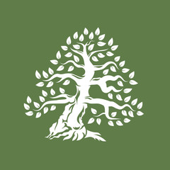 Organic natural and healthy olive tree silhouette logo isolated on green background.