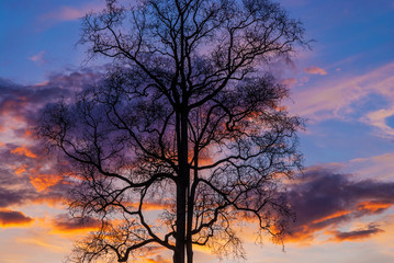 Obraz premium Silhouette branch of tree on sunset sky.