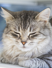 Pretty silver cat of livestock, siberian purebred. Adorable domestic pet with grey hair outdoor