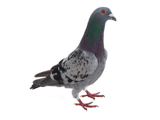 Fototapeta premium gray shtihel dove isolated