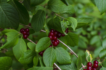 Jagody  © wedrownik52