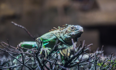 Close-up portrait of a resting colored male Green iguana