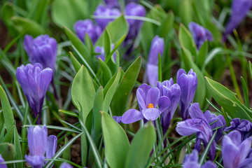 Spring flowers in Keukenhof, Netherlands