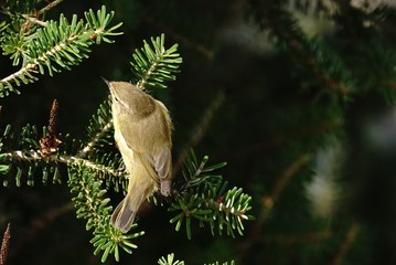 Niedlicher Spatz bei der Futtersuche in einer Tanne