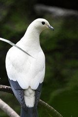 A white pigeon