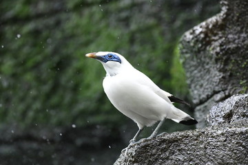 Bali starling