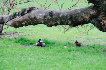 Wild duck in park