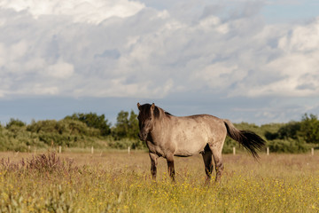 beautiful wild horses graze in grasslands